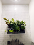 Load image into Gallery viewer, Countertop Garden Kit by Watex
