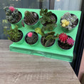 Load image into Gallery viewer, Countertop Garden Kit by Watex
