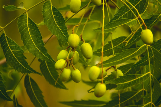 The Original Organic Handmade Neem Oil Soap by Sweet Harvest Farms